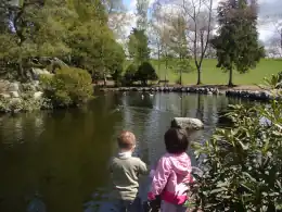 Kids playing by lake with ducks