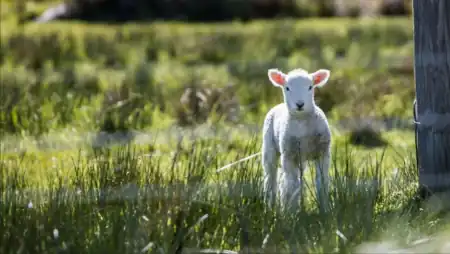 Lamb